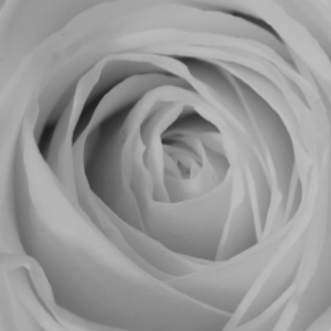 2016-01: Blumenstrauss in vier Bild-Paaren